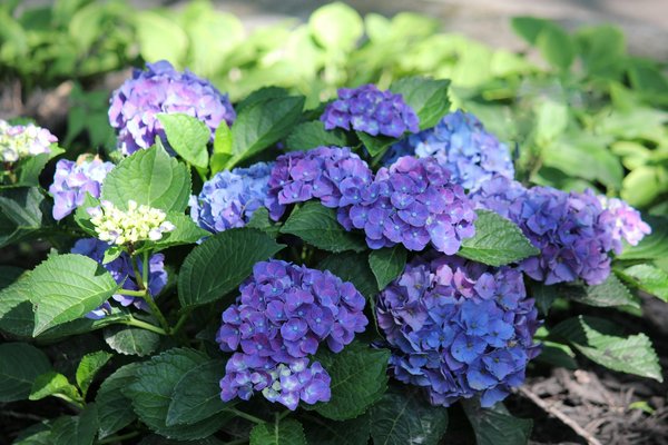 Ultimate guide to soundproofing shared walls in uk apartments: boost your privacy and serenity!